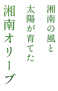 湘南の風と太陽が育てた湘南オリーブ